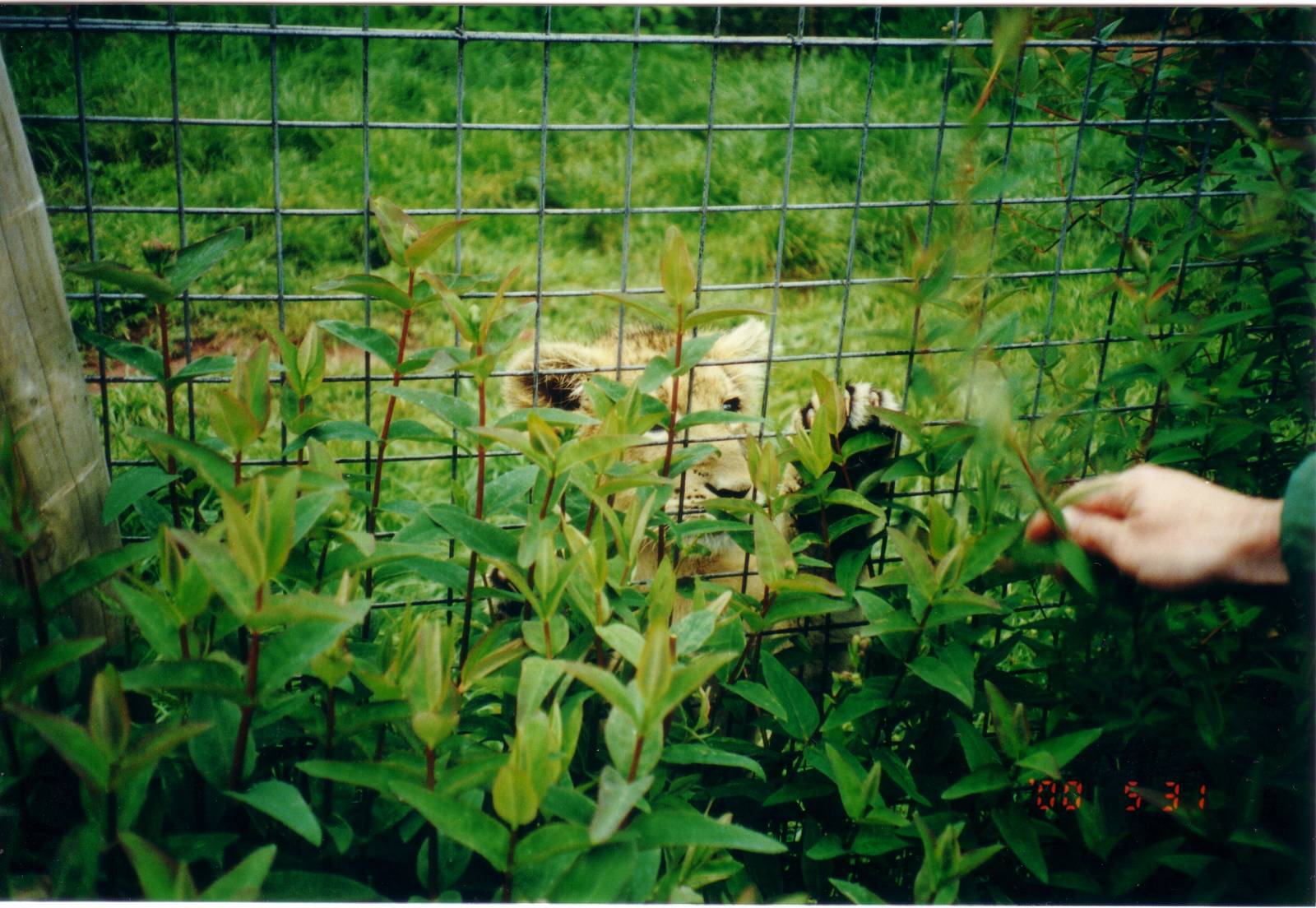 Hand-reared Asiatic lion cub, 31 May 2000