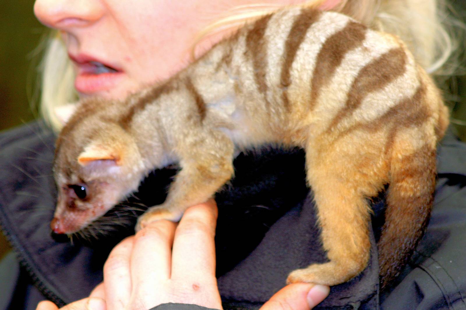 Hand-reared banded civet; RSCC; 21st March 2015