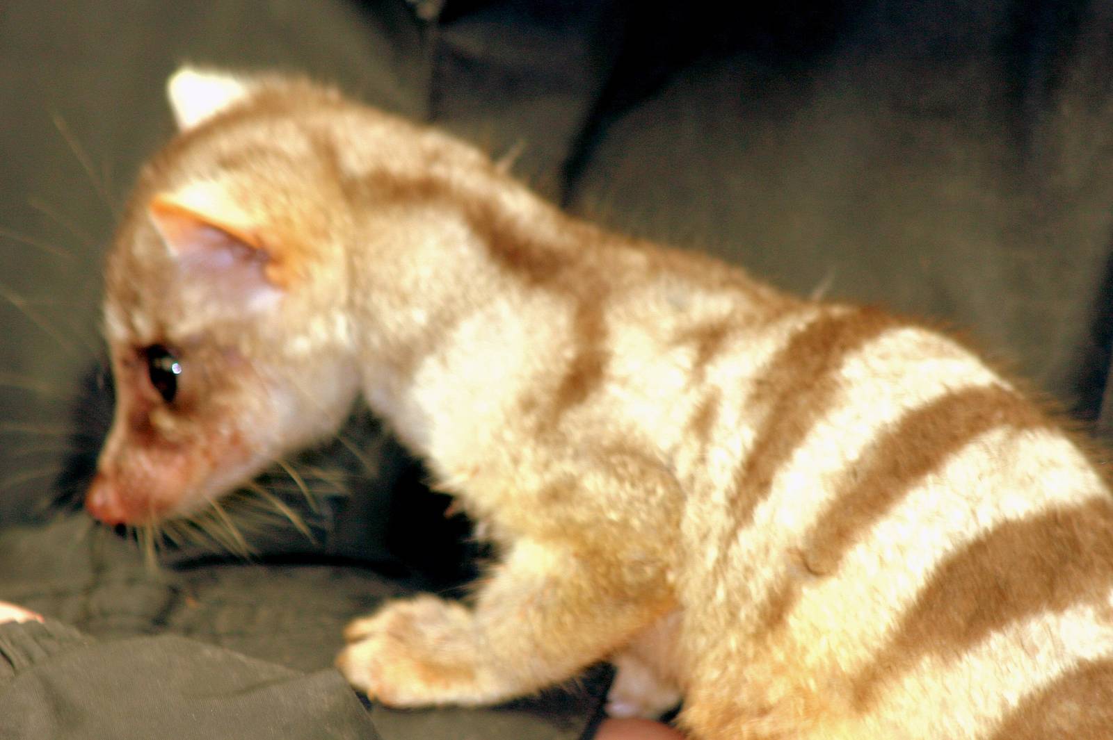 Hand-reared banded civet; RSCC; 21st March 2015