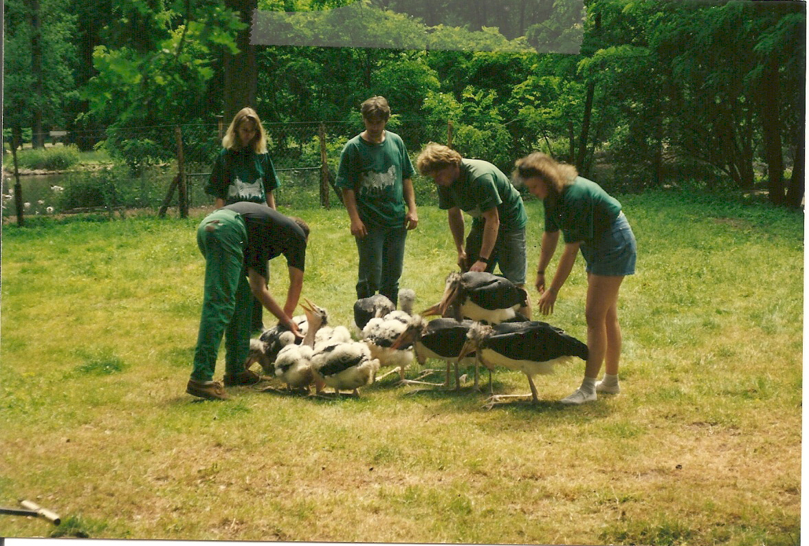 hand reared marabou  June 1977