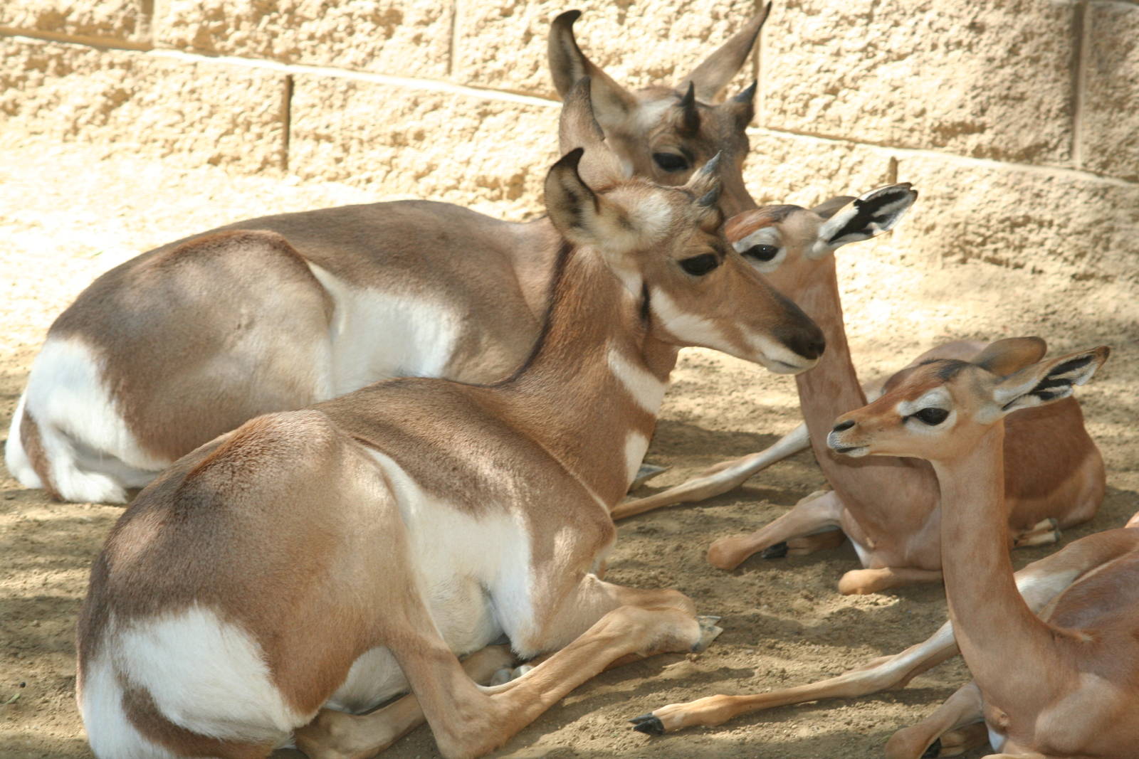 Hand reared Peninsular pronghorn and gerenuk     sept 08