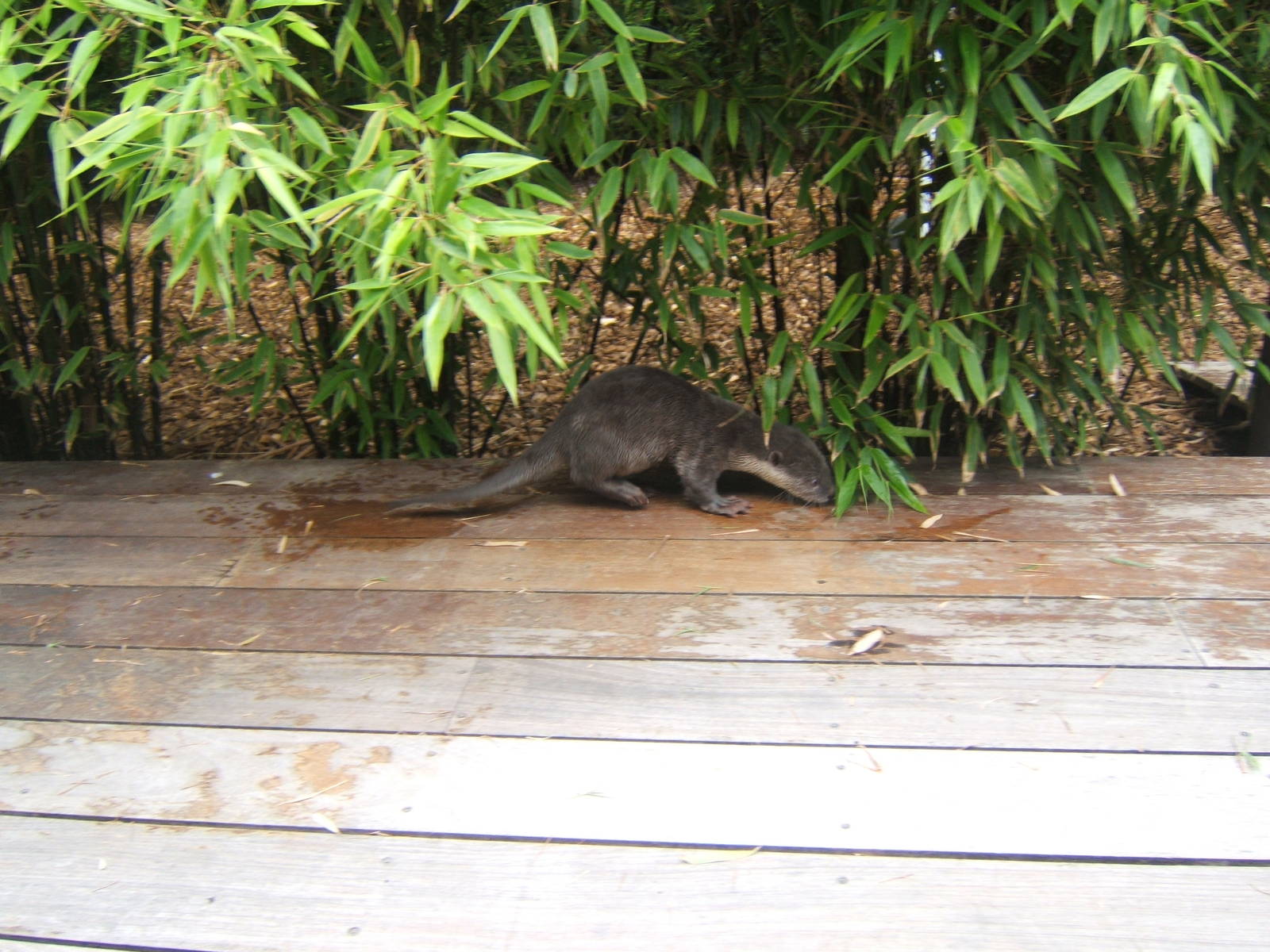 Hand reared Smooth-coated Otter having some exercise