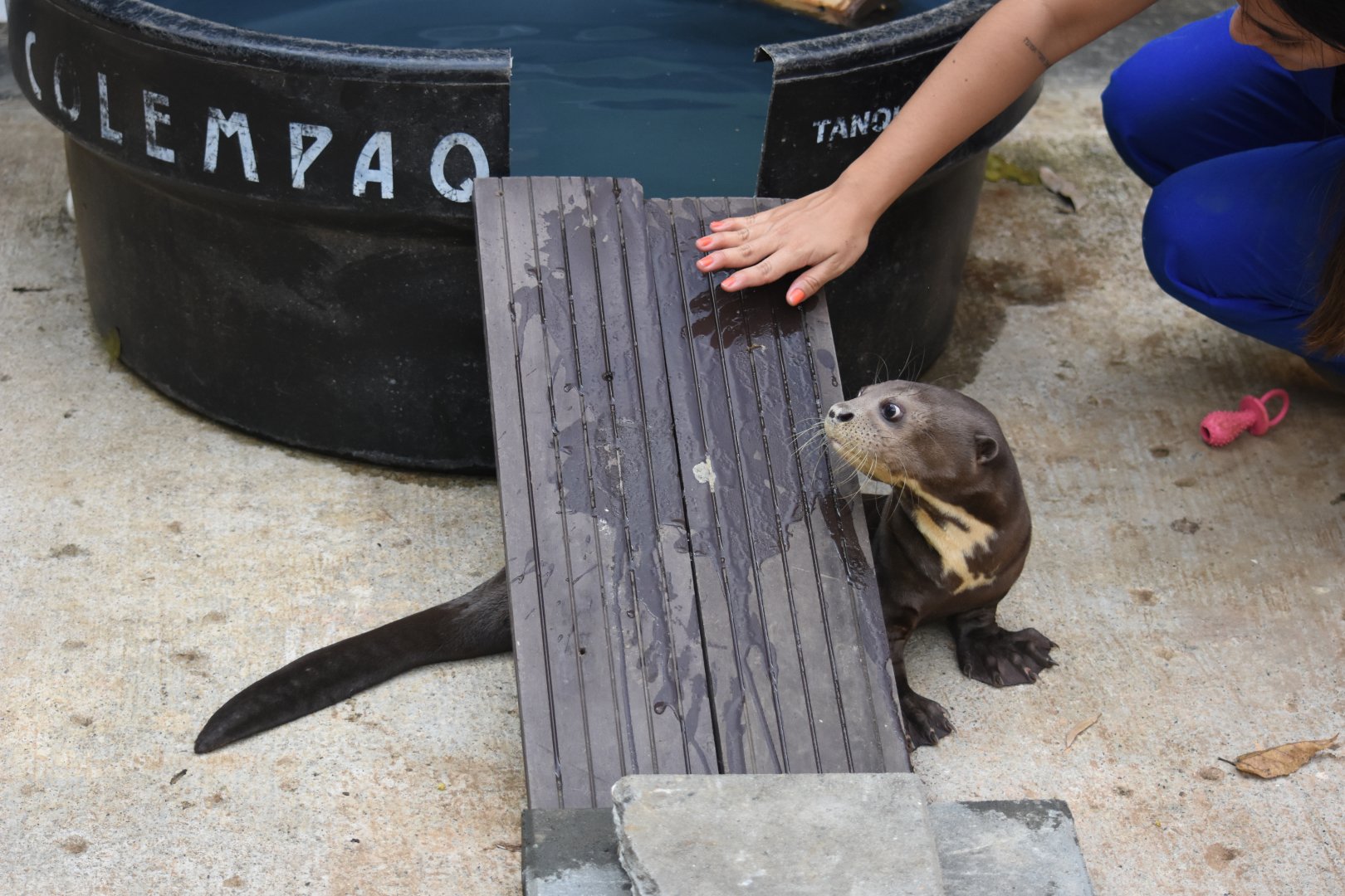 Hand rearing a baby giant otter (Pteronura brasiliensis)