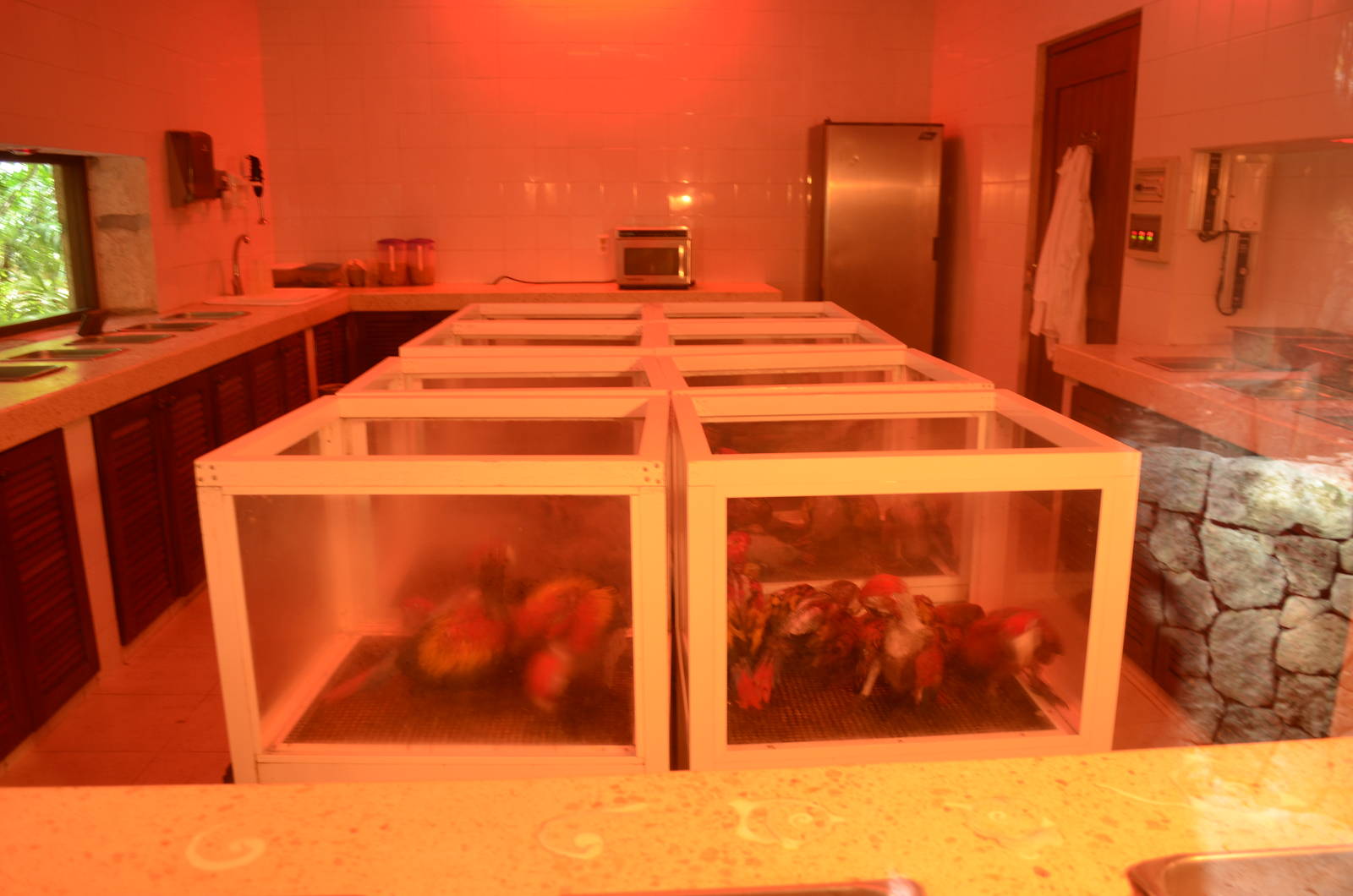 Hand-rearing (nursery) room