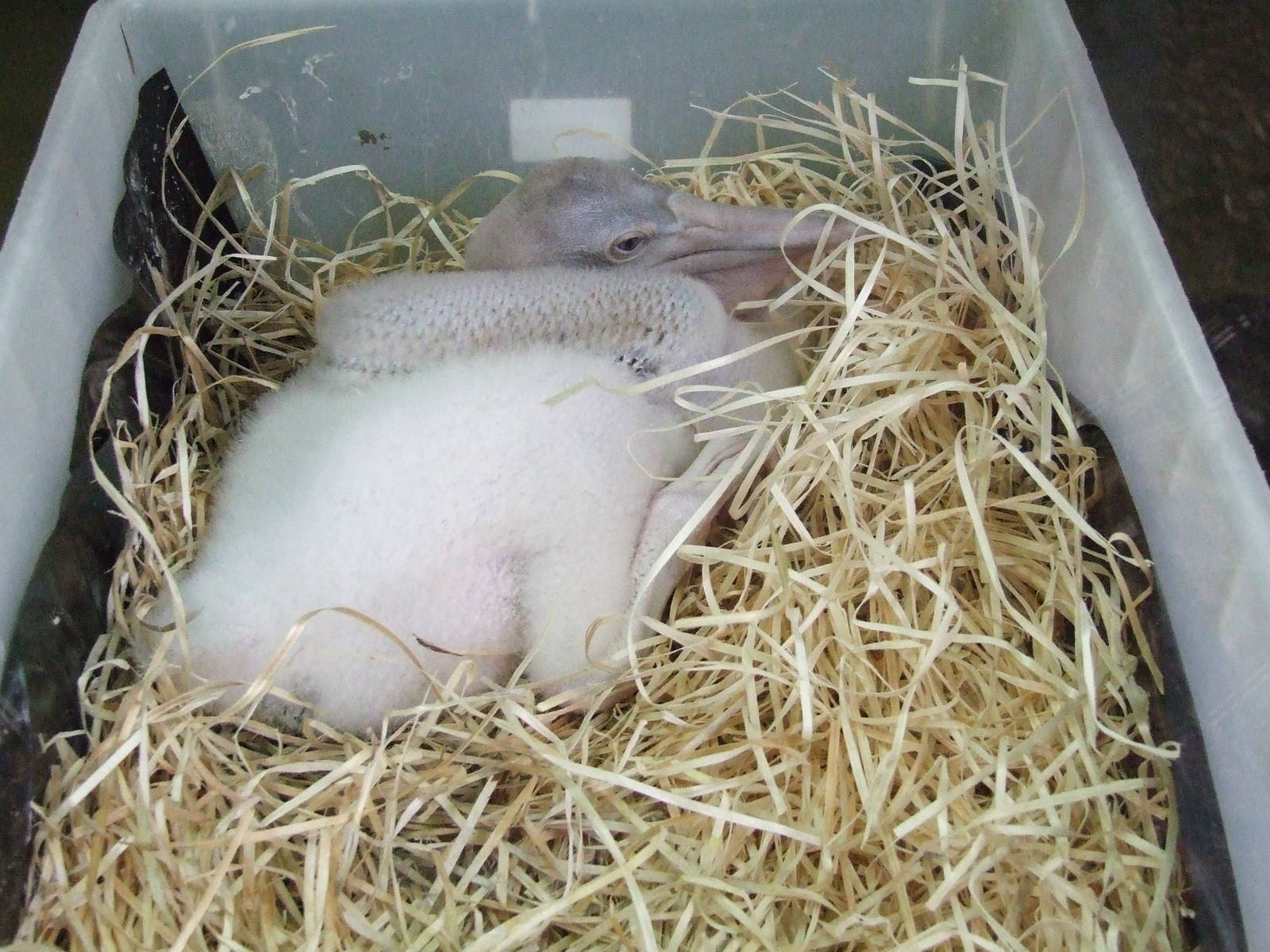Hand-rearing pelican