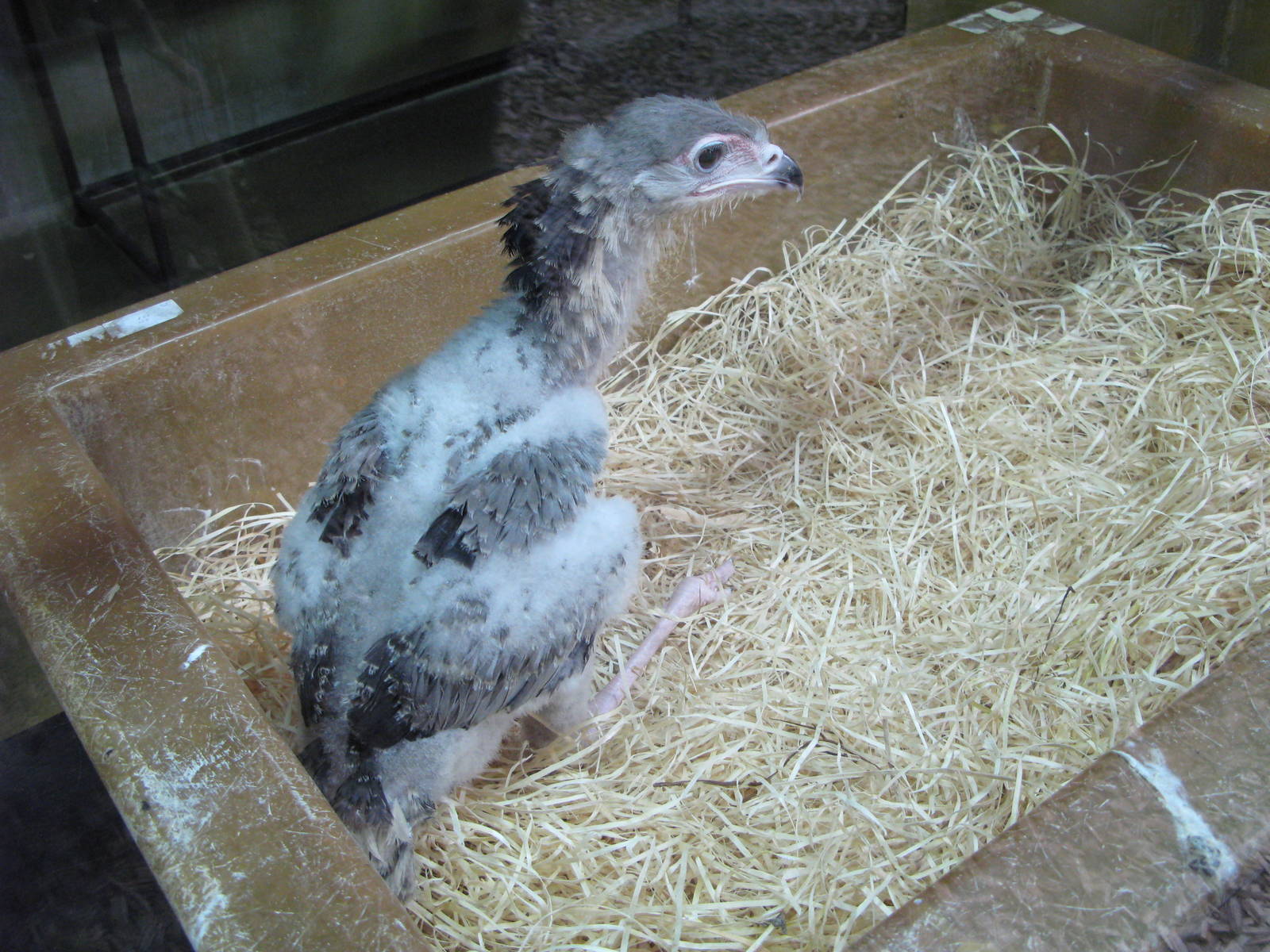 Hand-rearing Secretary Bird