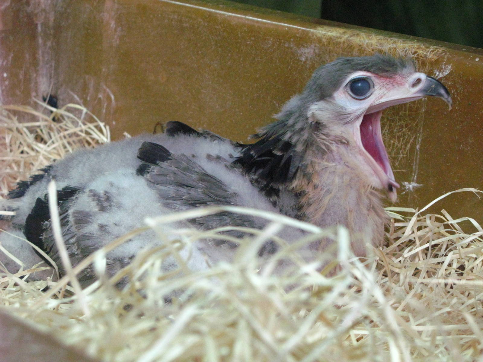 Hand-rearing Secretary Bird