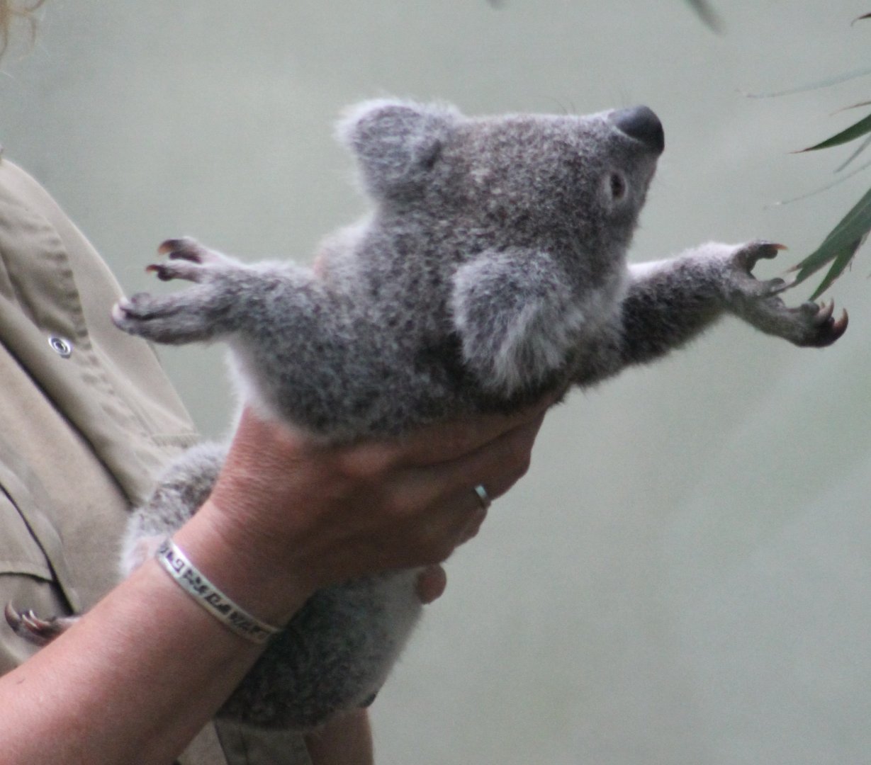 Handeling a baby-koala