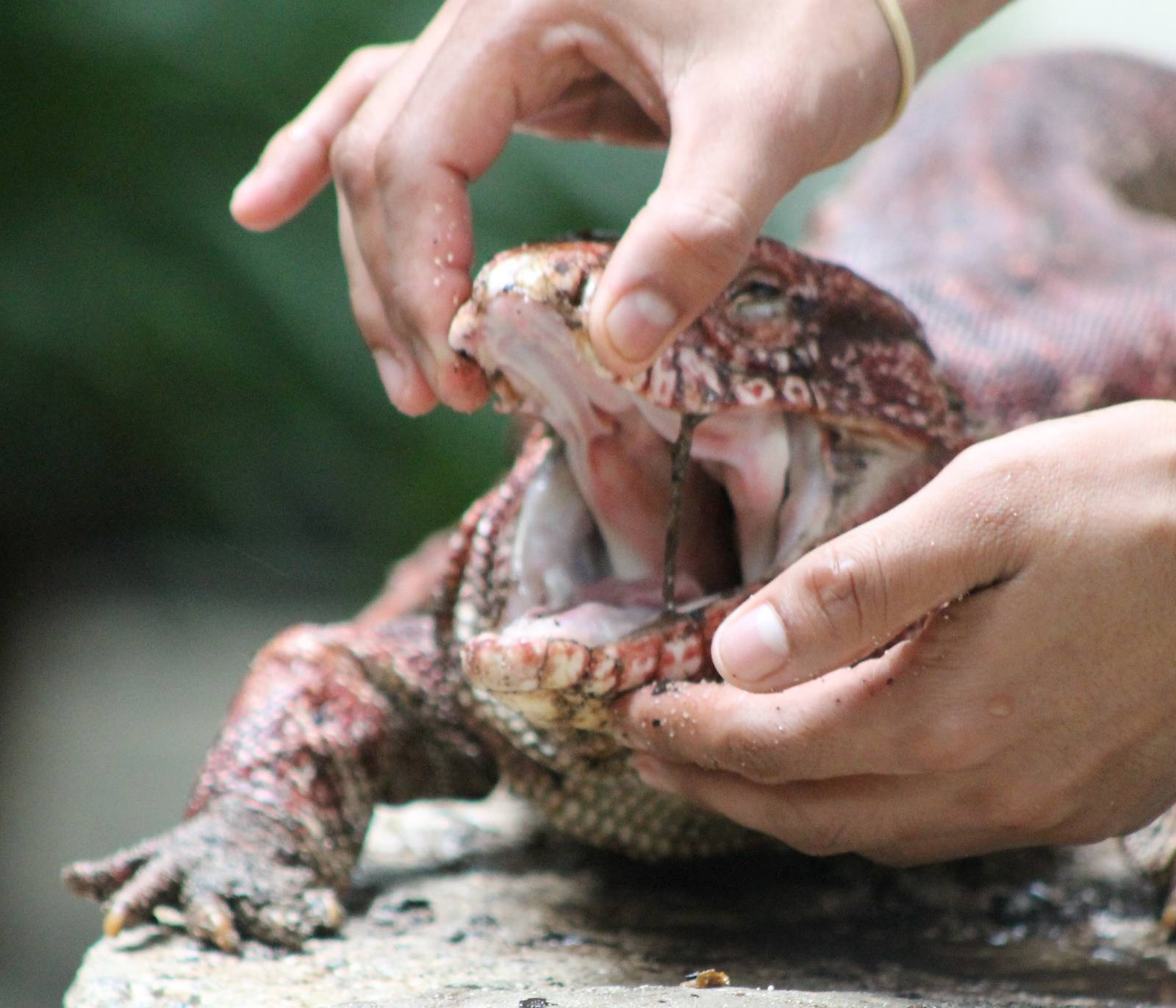 Handeling a Red teju.......