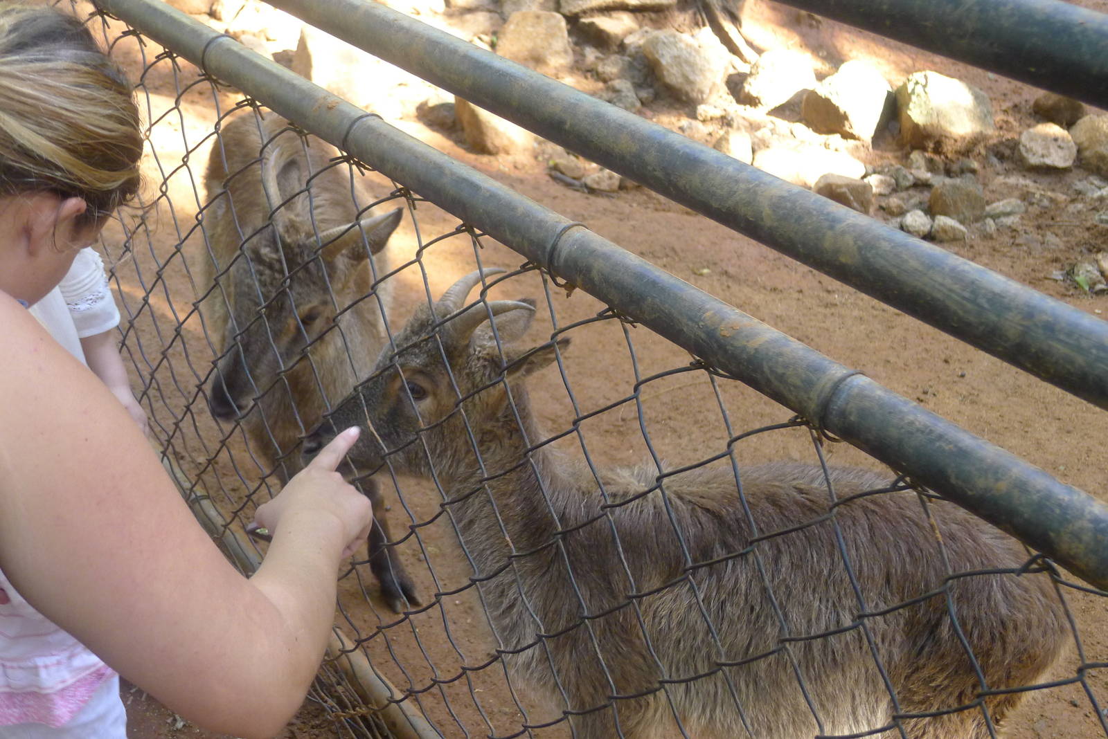 Handfeeding the tahr