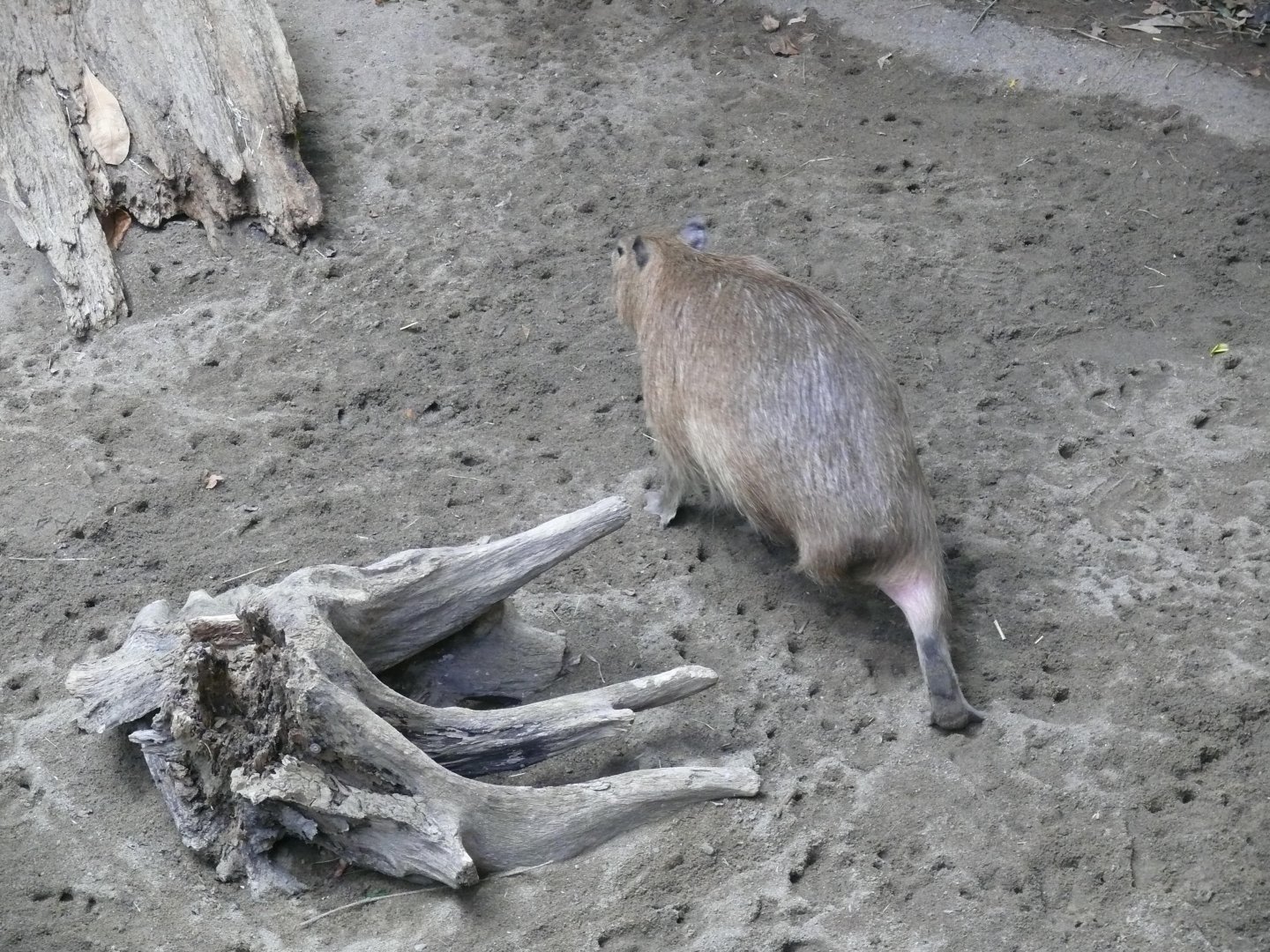 Handicaped capybara - reopening 31-08-2020