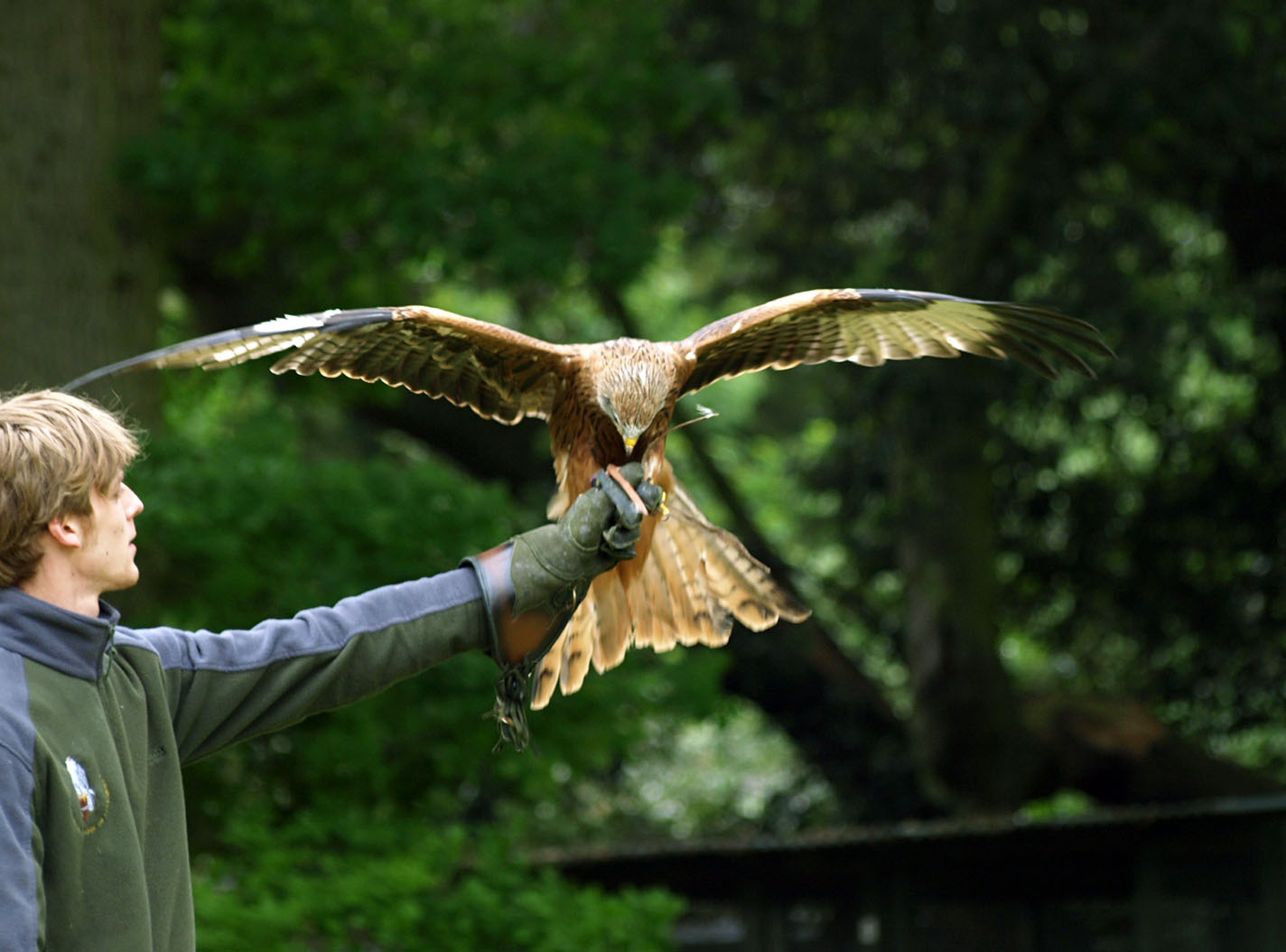 Handler with Red kite