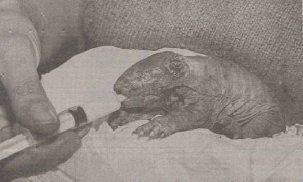 Handraising an Armadillo