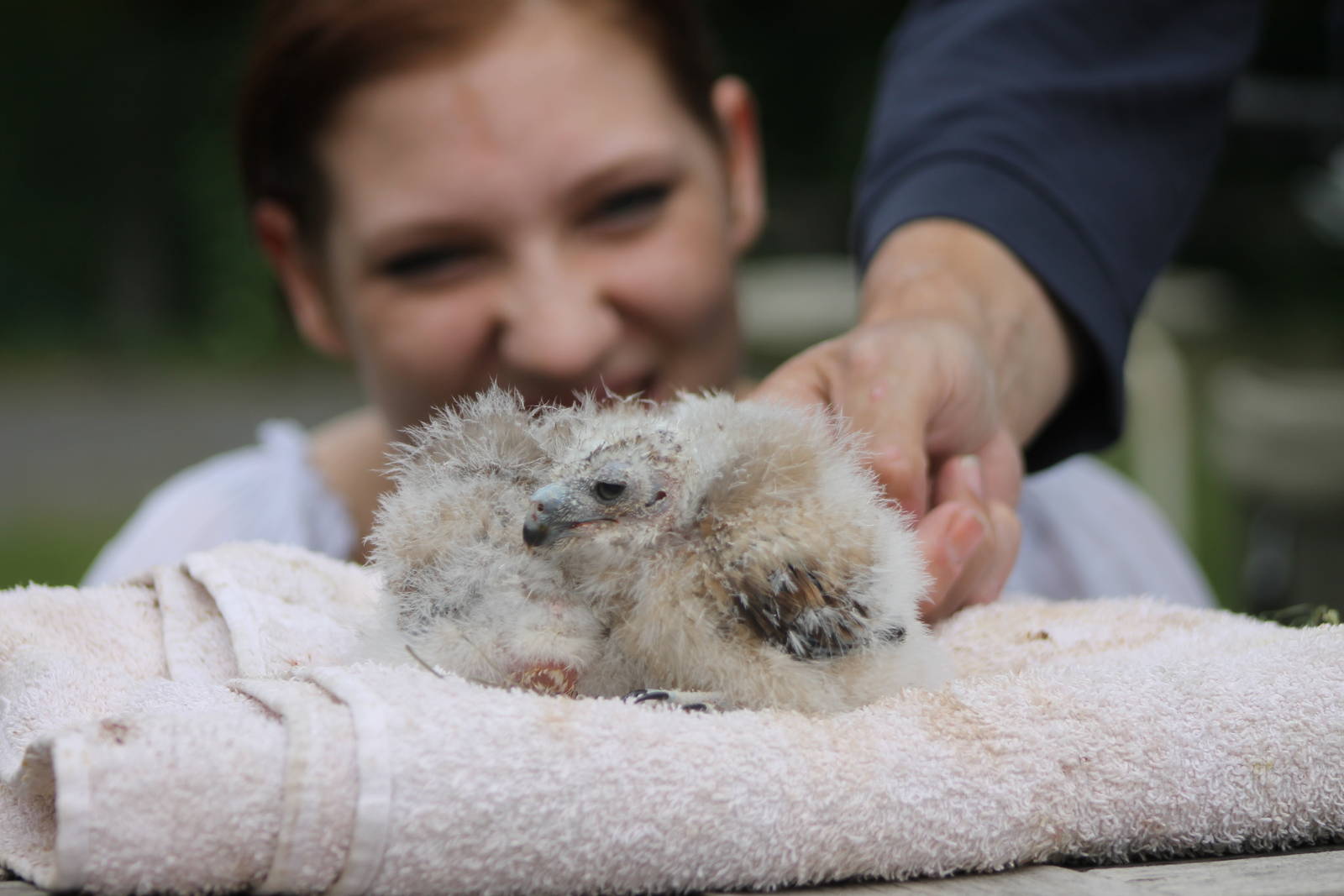 handraising owl-chicks
