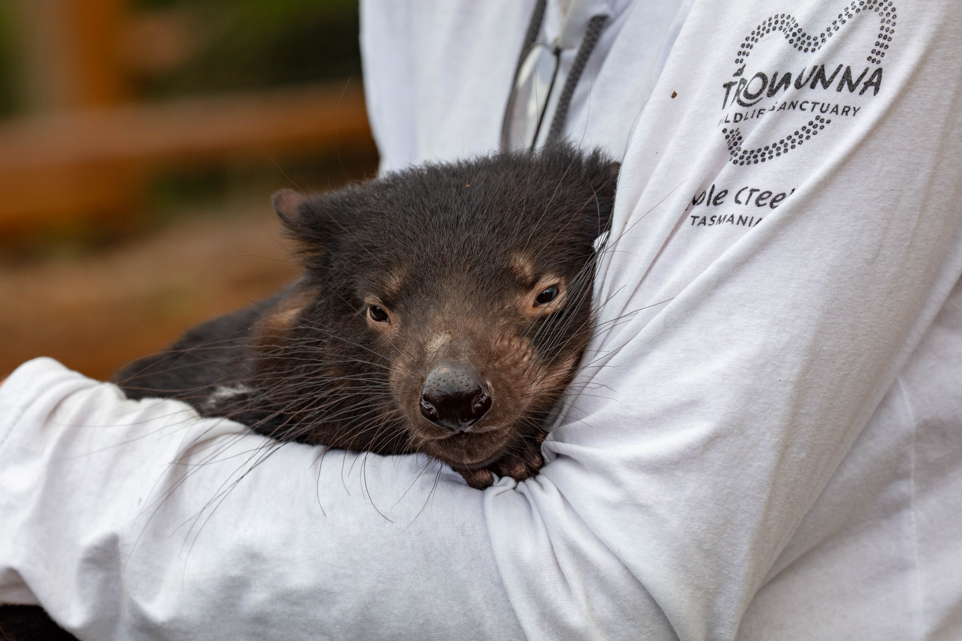 Handreared Tasmanian Devil "Mabel"