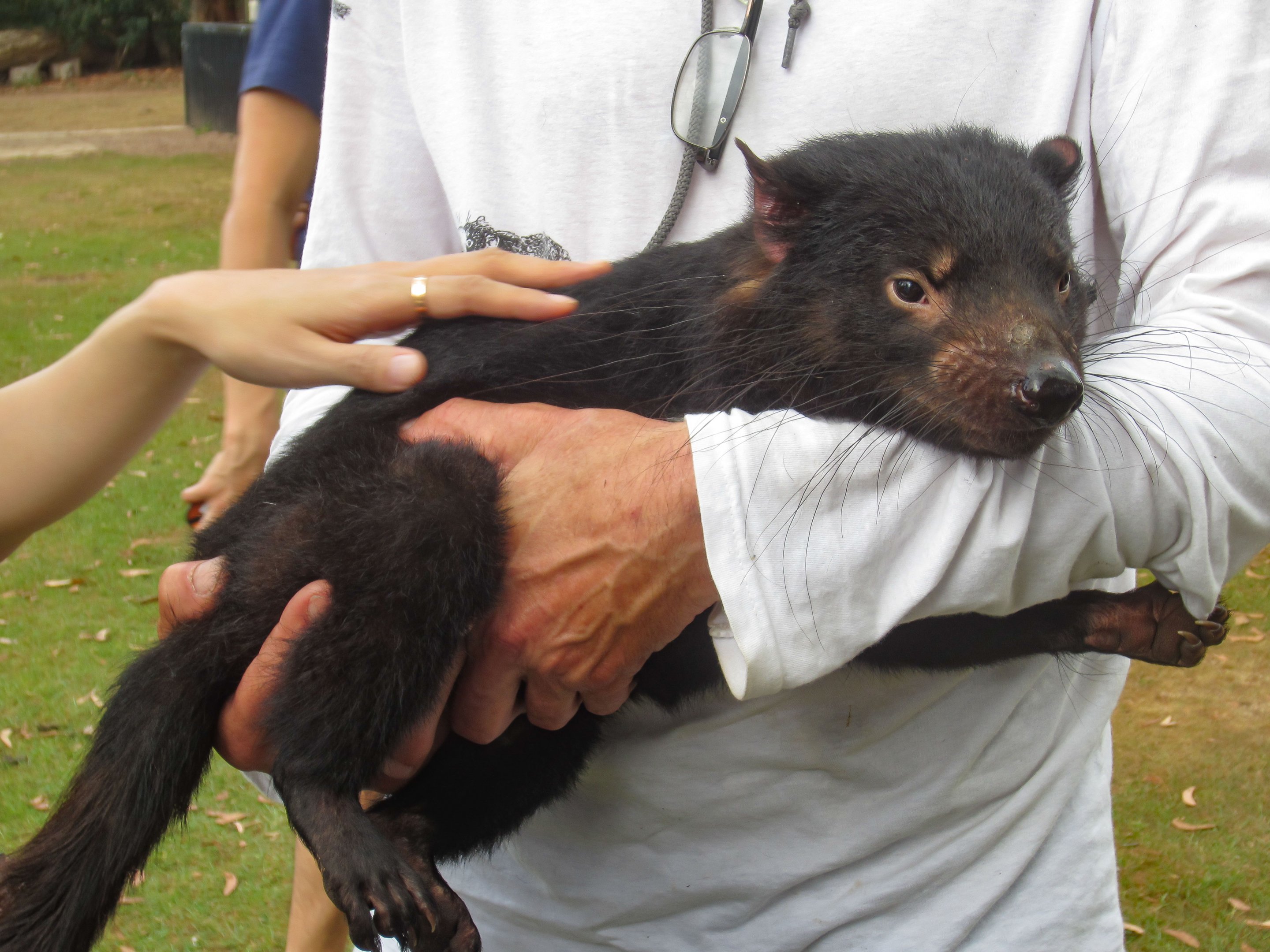 Handreared Tasmanian Devil "Mabel"