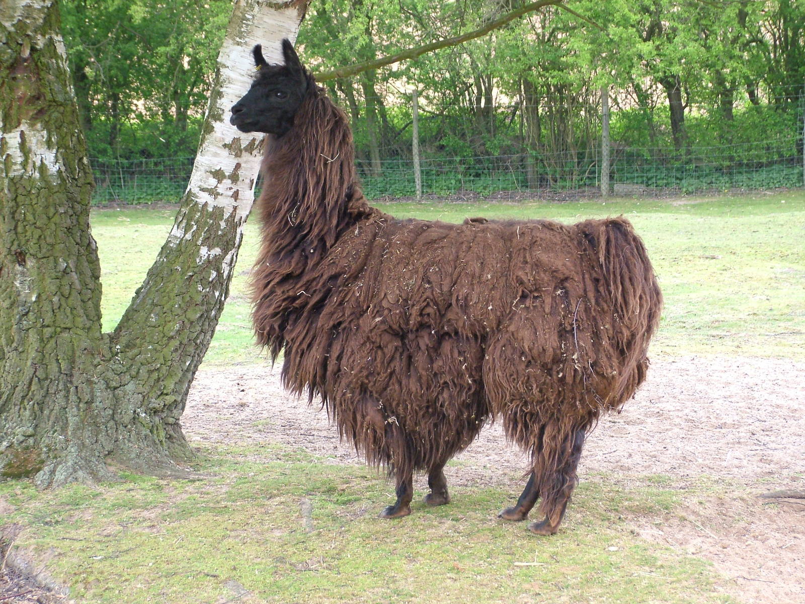 Handsome Alpaca at Wetlands WP 25/04/09
