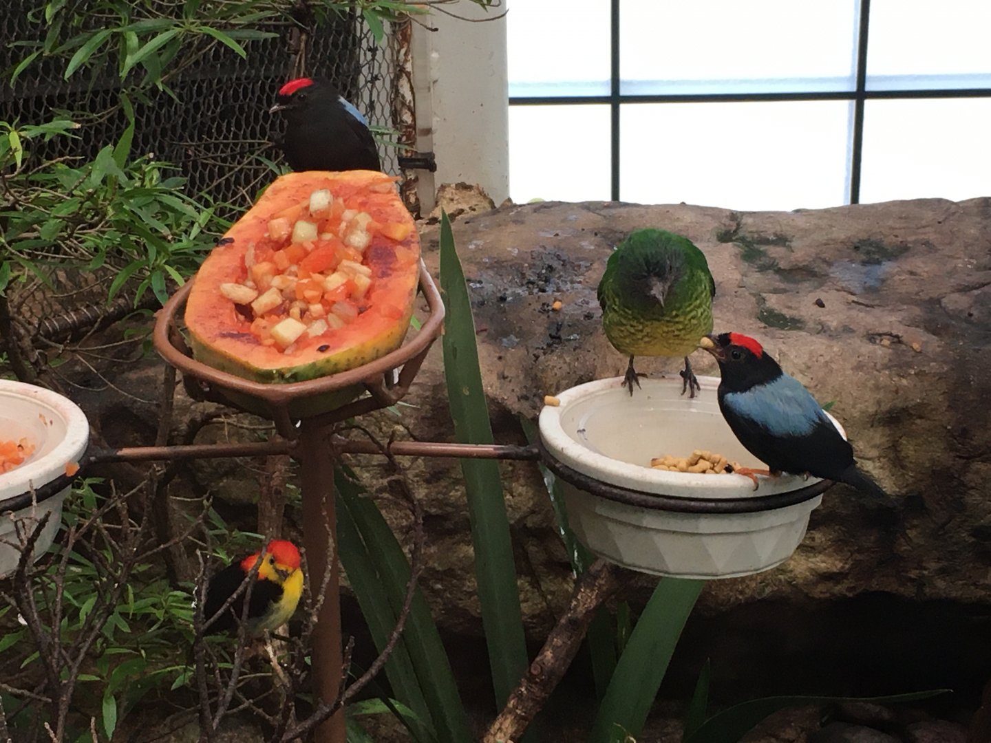 Handsome Fruiteater (Pipreola formosa), Lance-Tailed Manakin Chiroxiphia lanceolata), and Wire-Tailed Manakin (Pipra filicauda)
