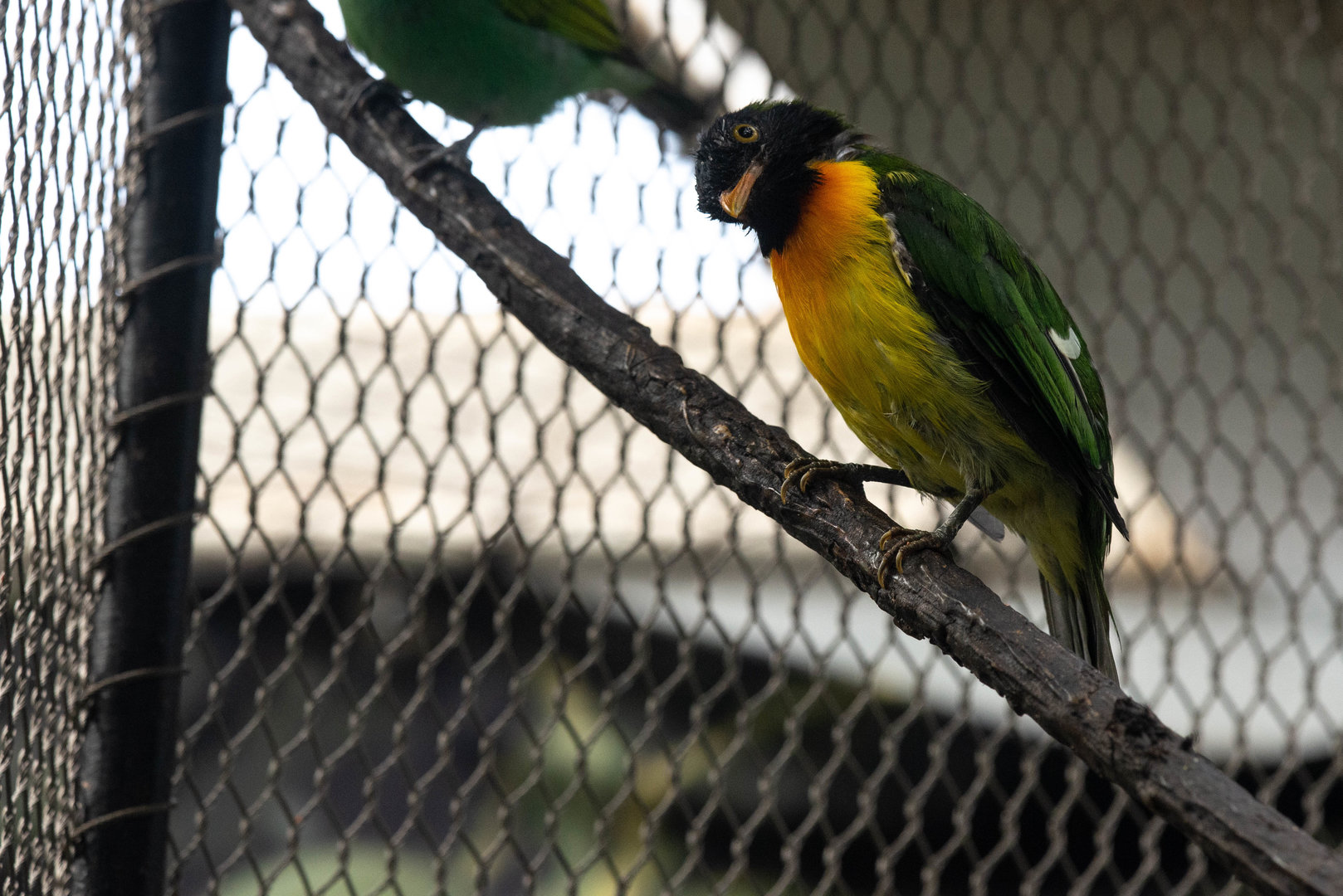 Handsome Fruiteater- Pipreola formosa