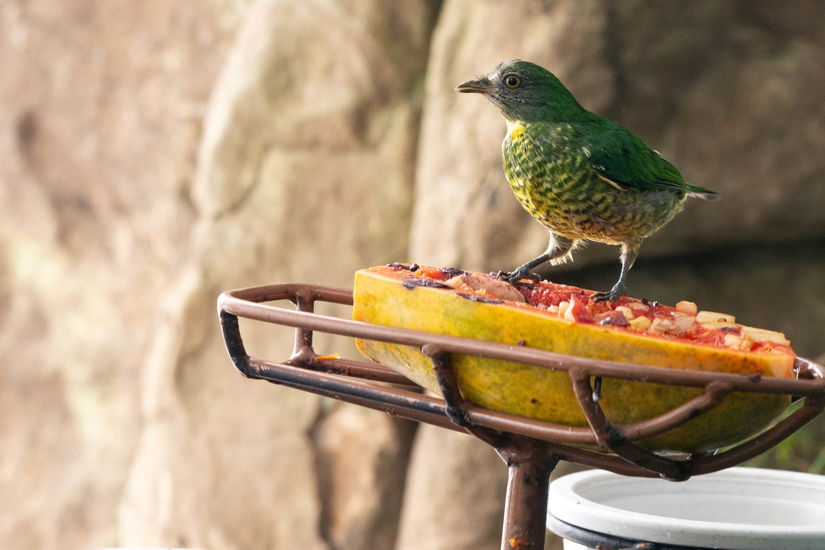 Handsome Fruiteater- Pipreola formosa