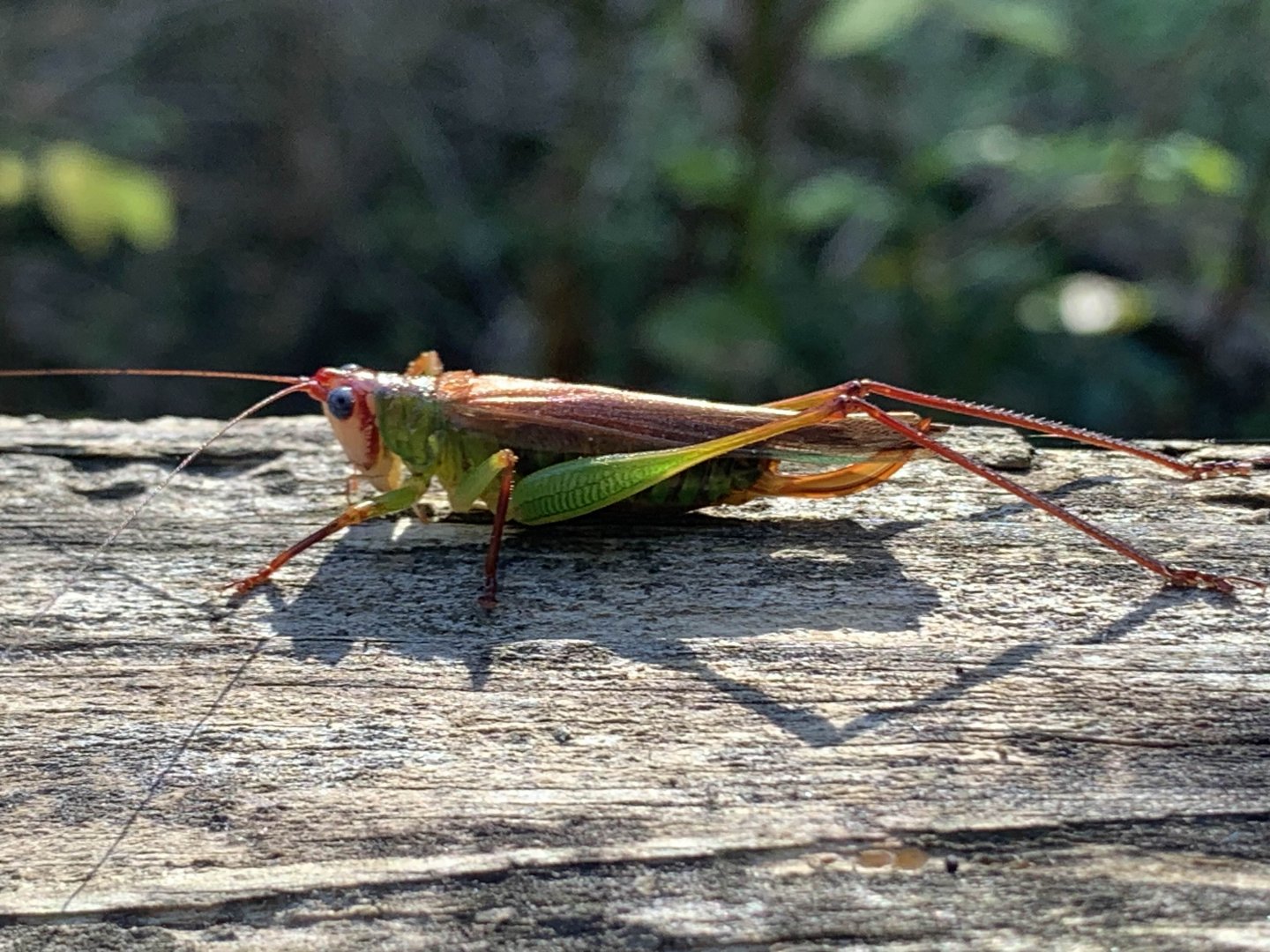 Handsome Meadow Katydid (Orchelimum pulchellum)