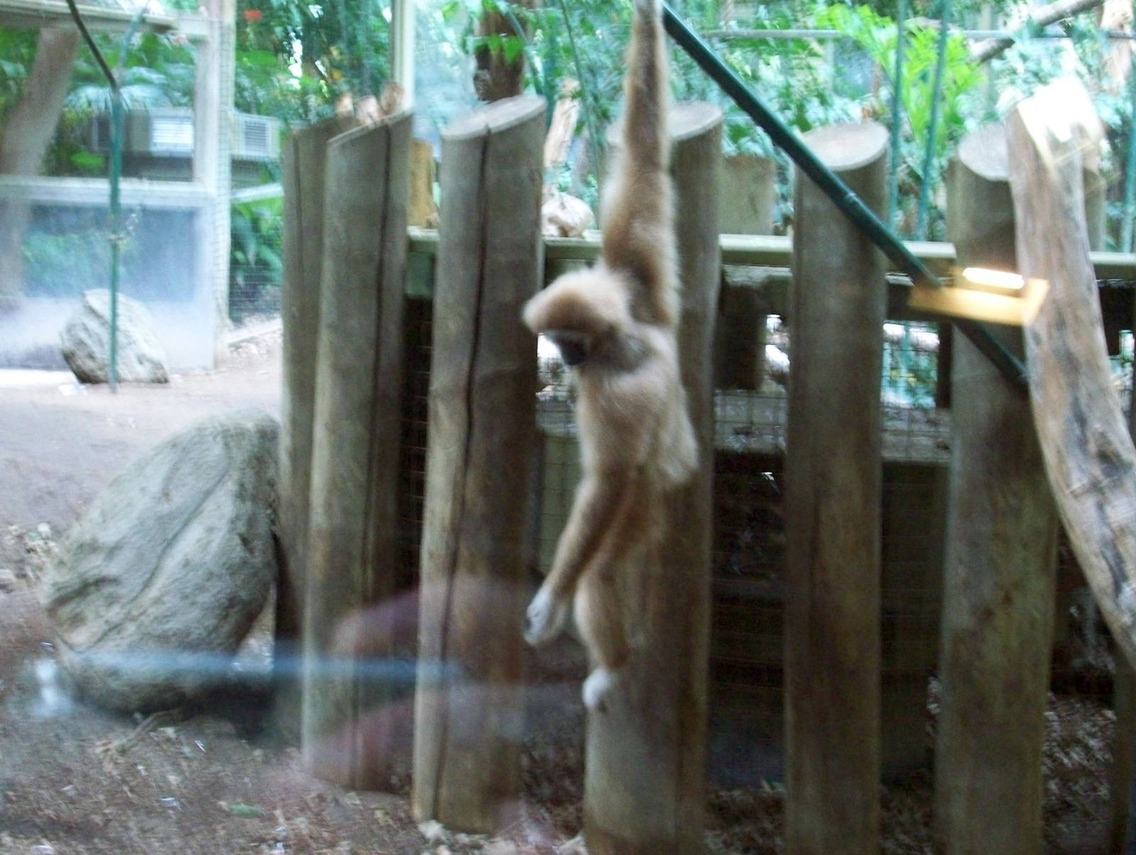 Hang in there, Gibbon!