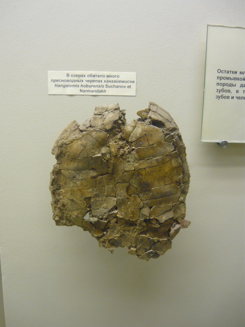 Hangaiemys hoburensis