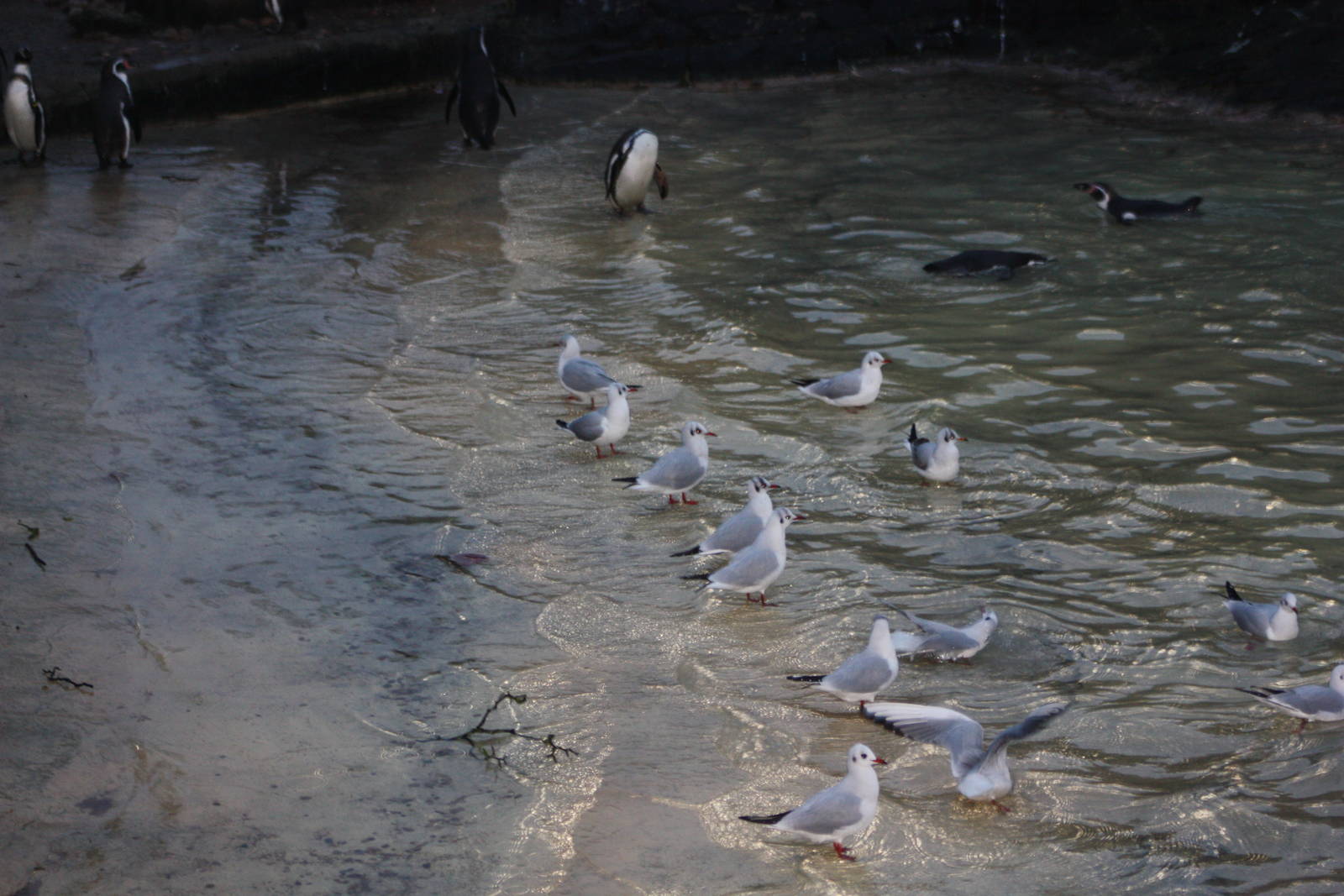 Hangers-on at the Penguin Pool, 27th December 2014