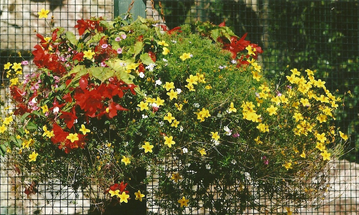 Hanging Basket 13th September 2012