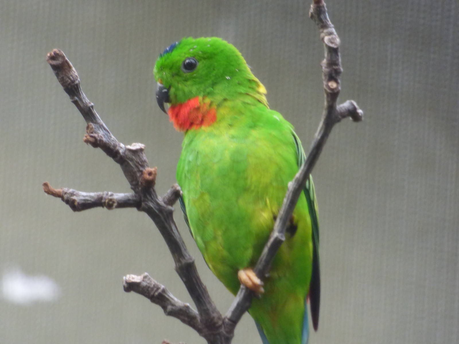 Hanging Parrot in ROTRA