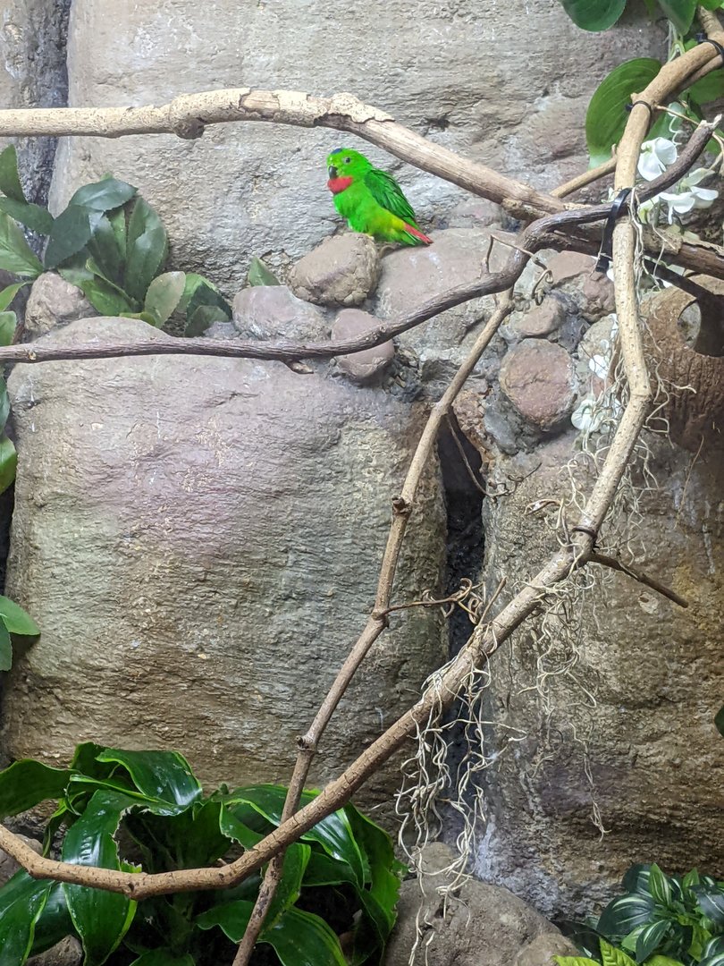 Hanging Parrot