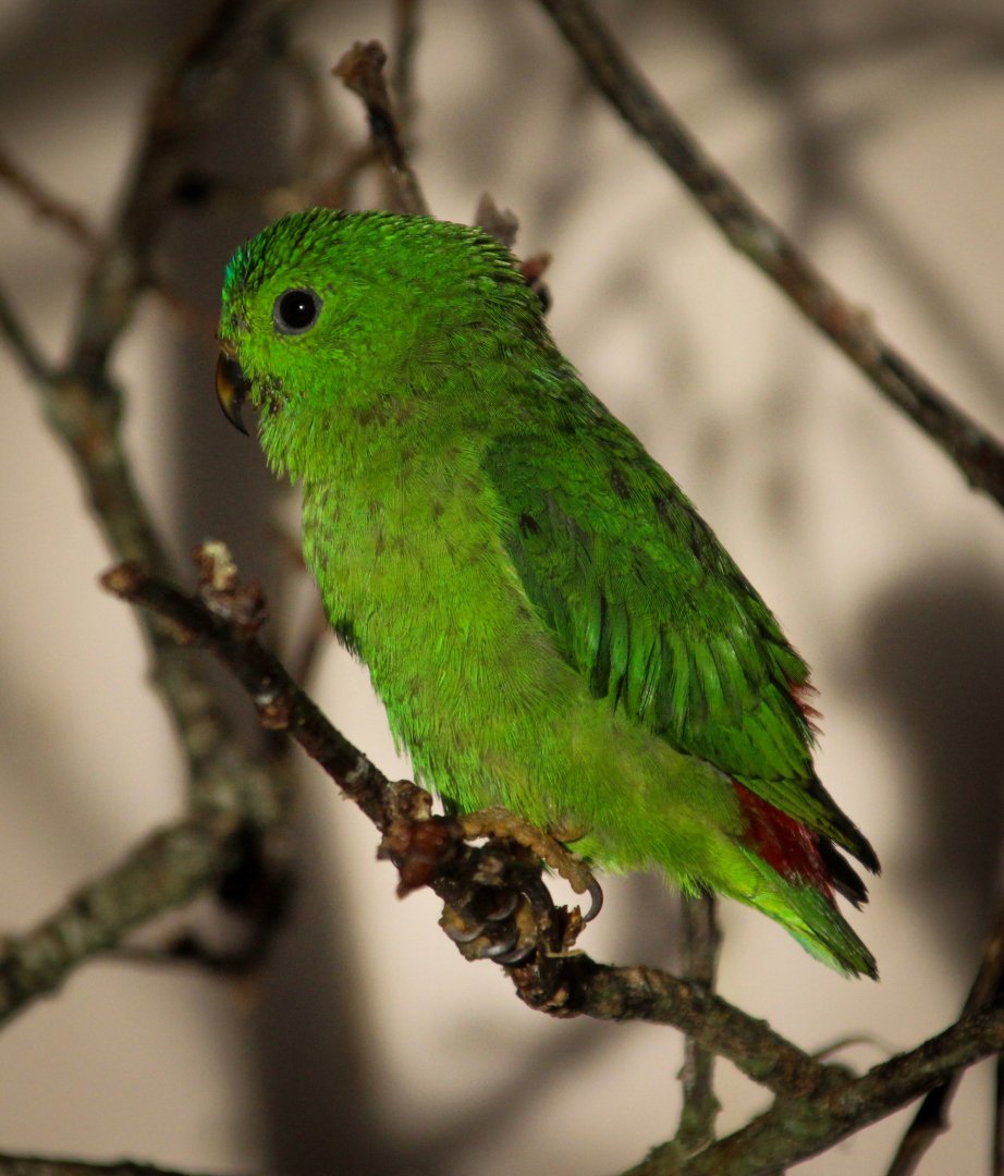 Hanging Parrot