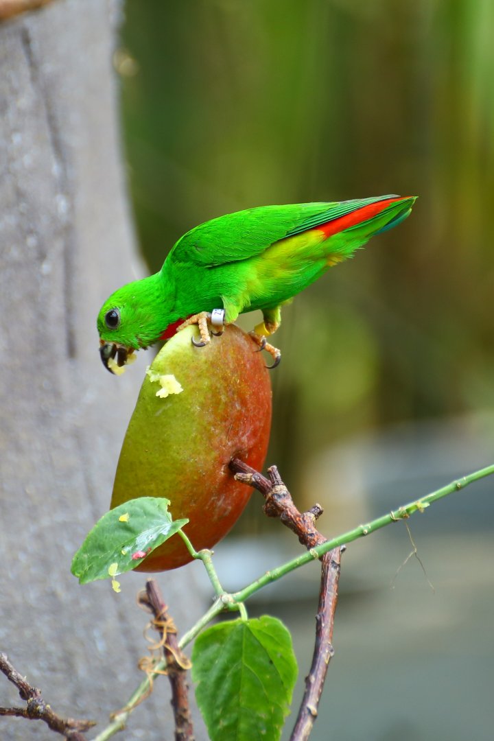 Hanging Parrot