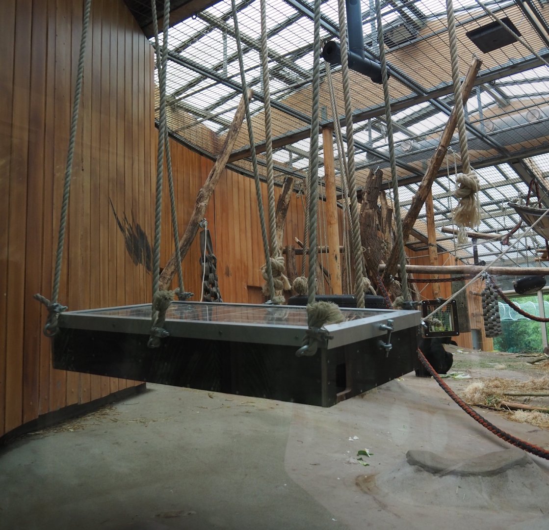 Hanging puzzle feeder in the gorilla exhibit, 2024-02-17