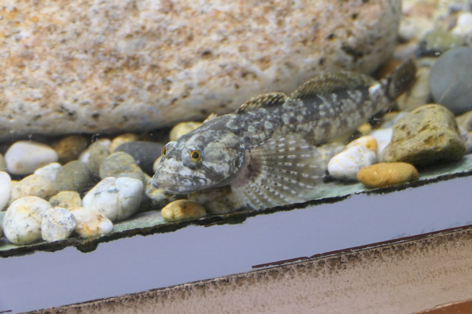 Hangiong Sculpin (Cottus hangiongensis) - Uozu Aquarium