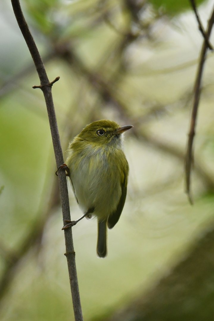 Hangnest Tody-Tyrant Hemitriccus nidipendulus