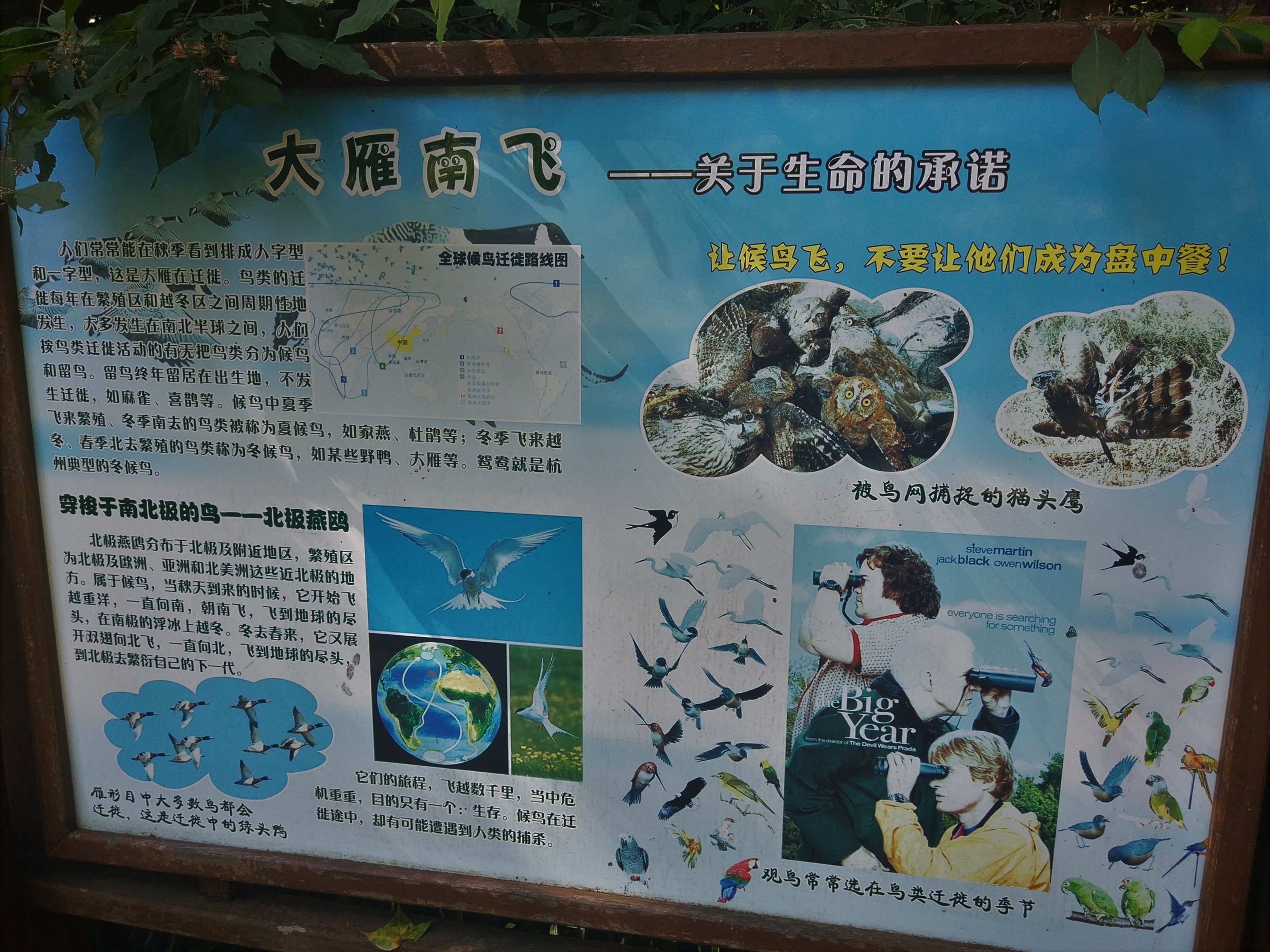 Hangzhou Zoo Big Year 2018