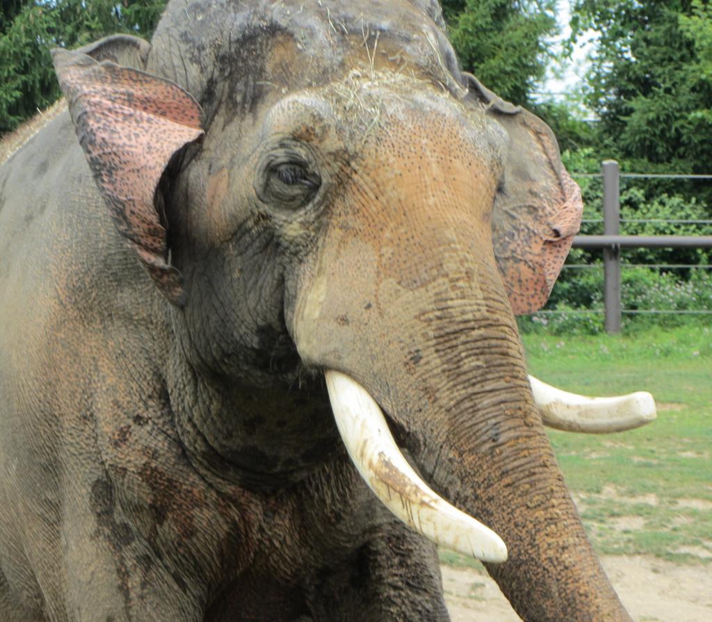 Hank - Asian Elephant