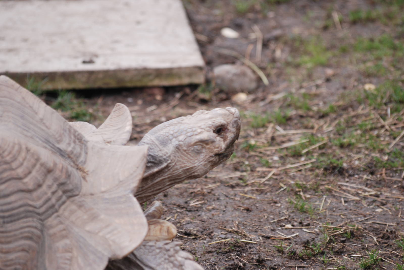 Hank the African spurred tortoise