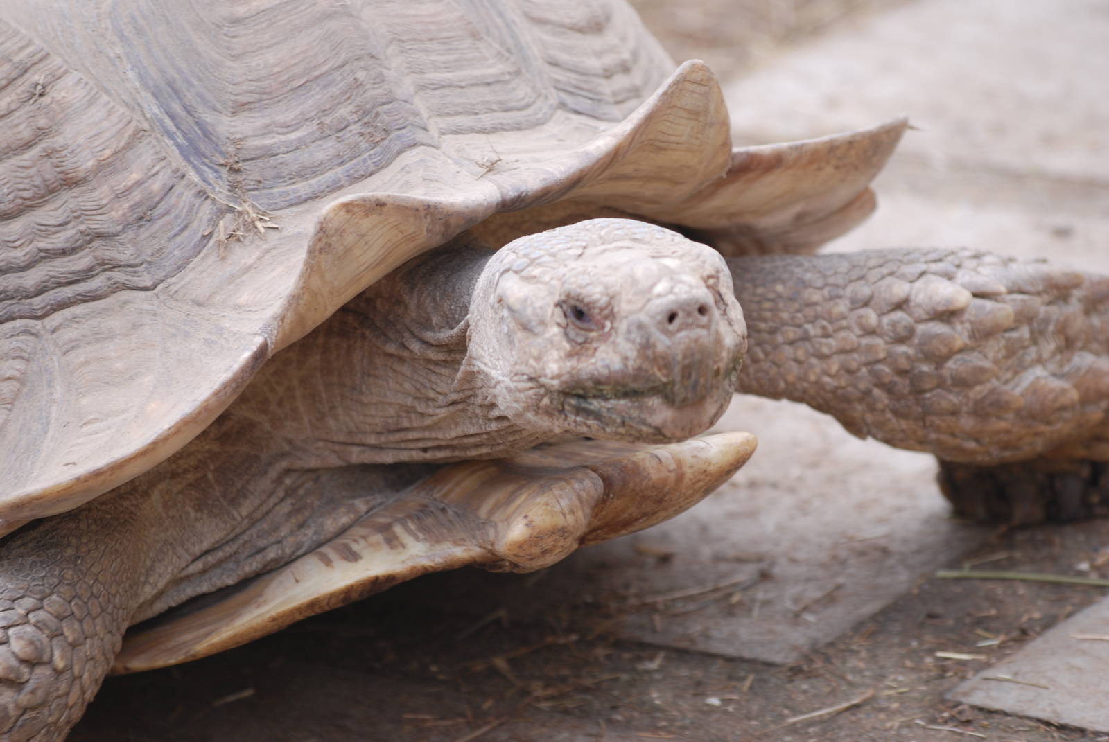 Hank the African spurred tortoise