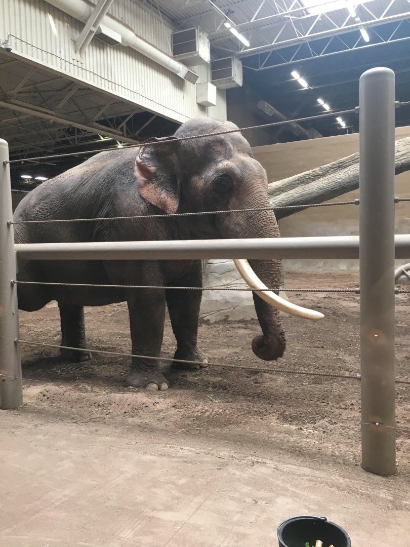Hank the Asian elephant