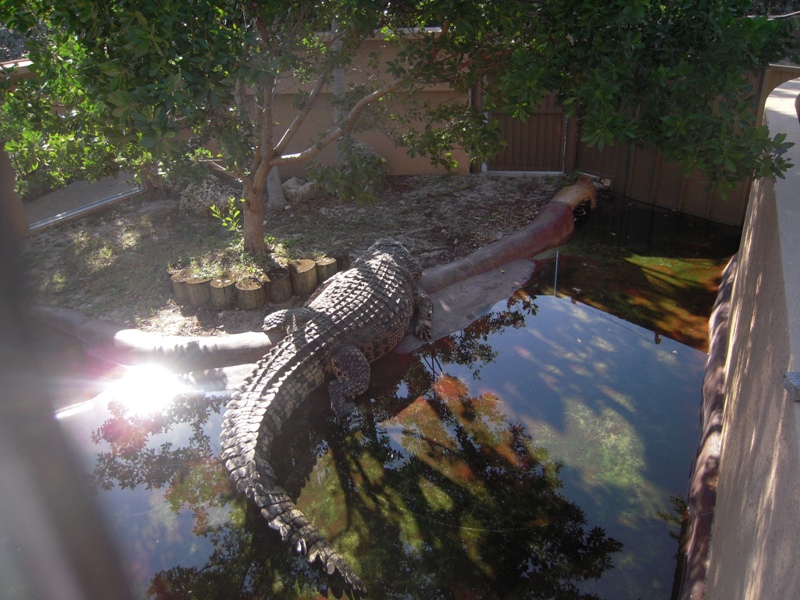 Hank the Crocosaurus - Serpentarium