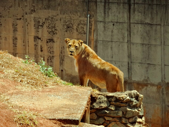 "Hanna", the lioness - Belo Horizonte zoo
