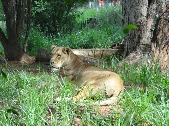 "Hanna", the lioness - Belo Horizonte zoo