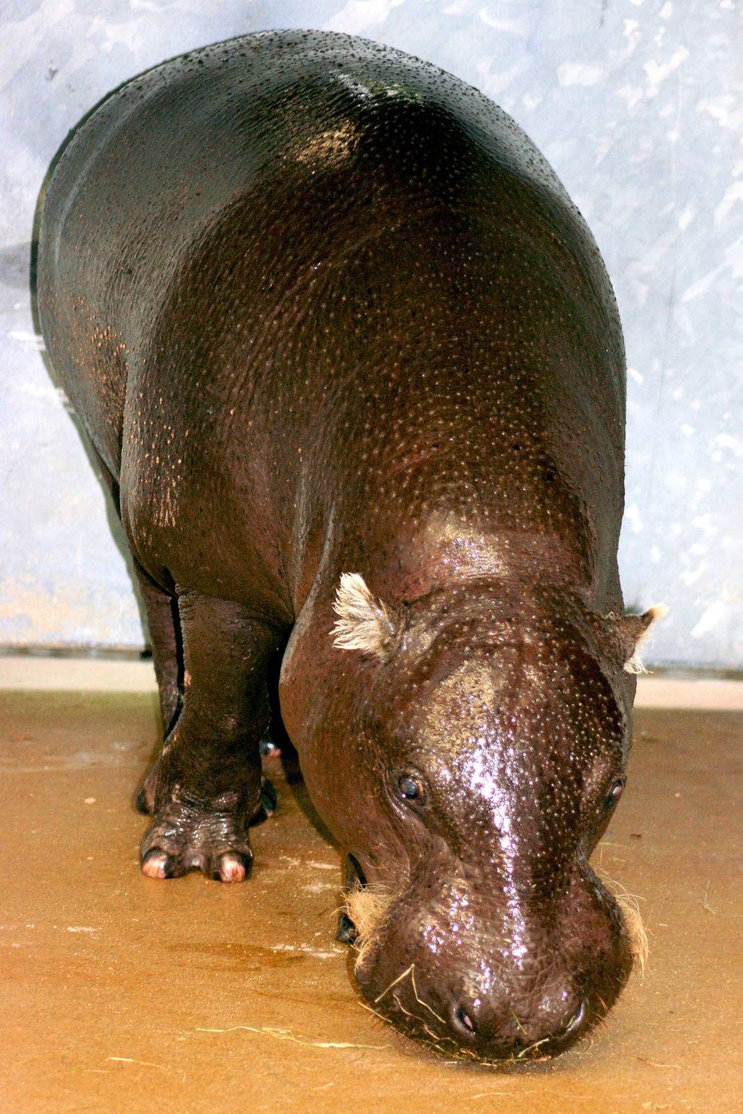 "Hannibal", oldest pygmy hippo in studbook; Stuttgart; 5th Sept 2