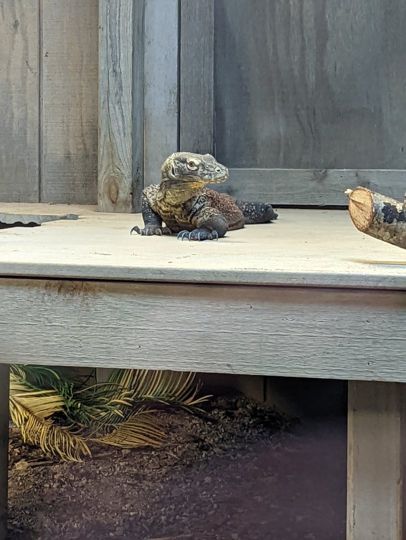 Hannibal the new Komodo Dragon!