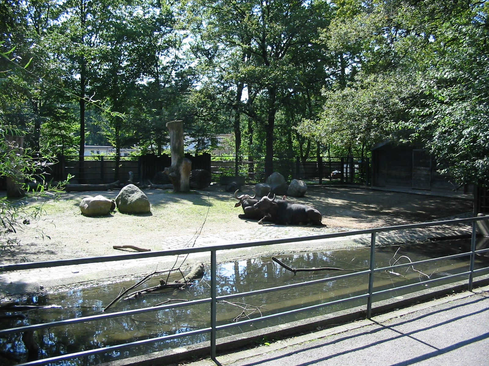 Hannover Zoo 2004 - African Buffalo exhibit
