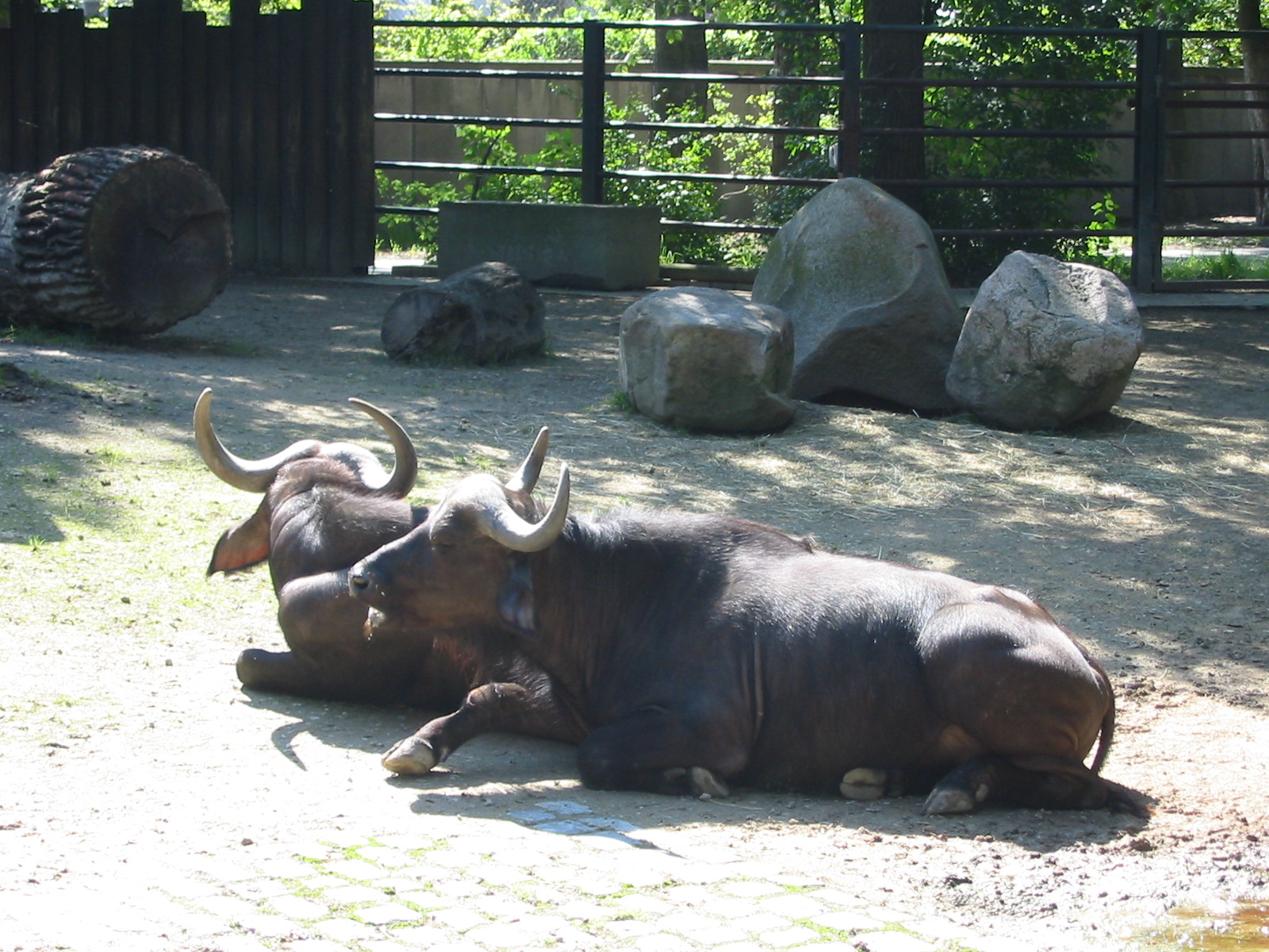 Hannover Zoo 2004 - African Buffalos
