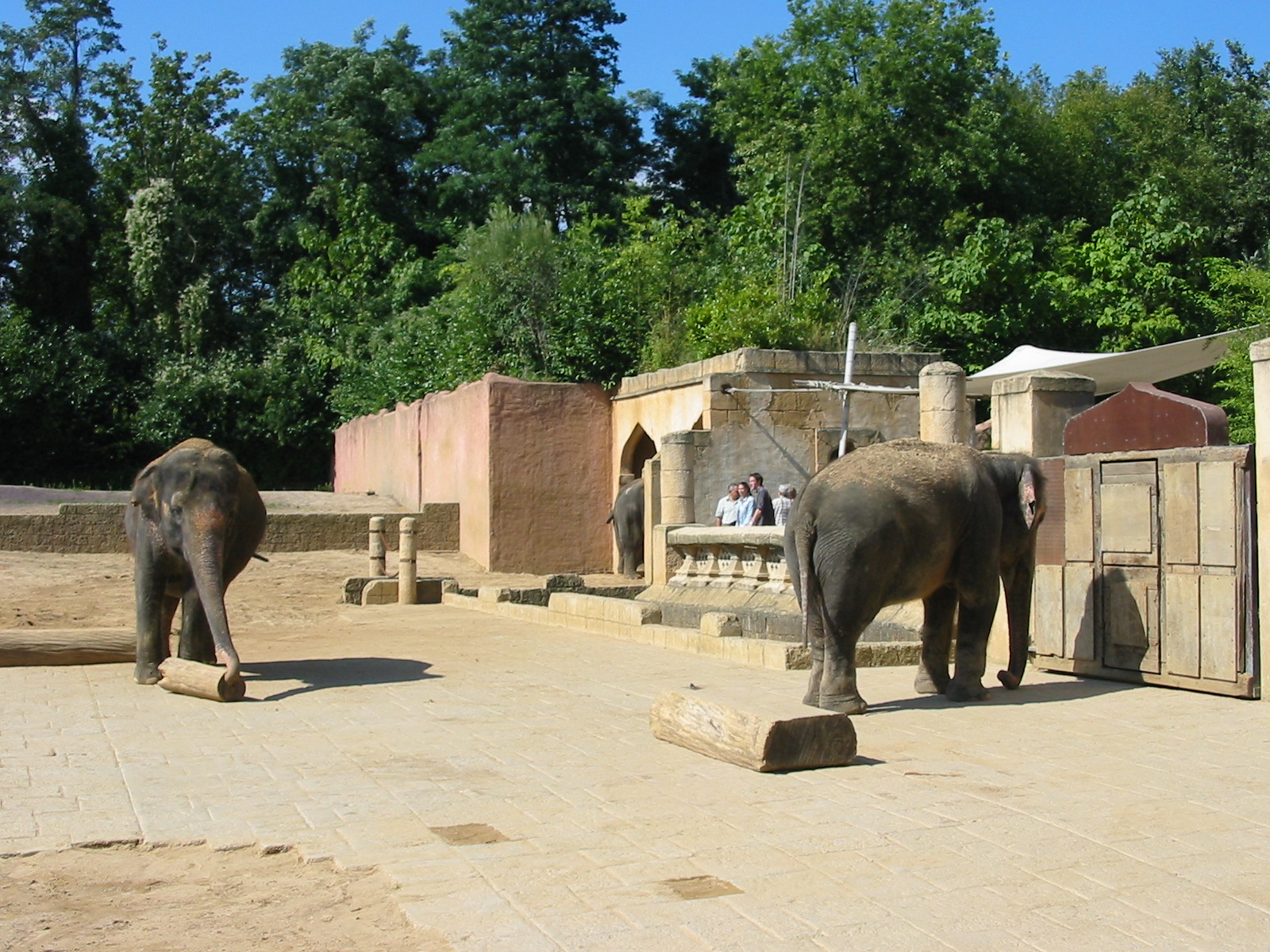 Hannover Zoo 2004 - Asiatic Elephant exhibit