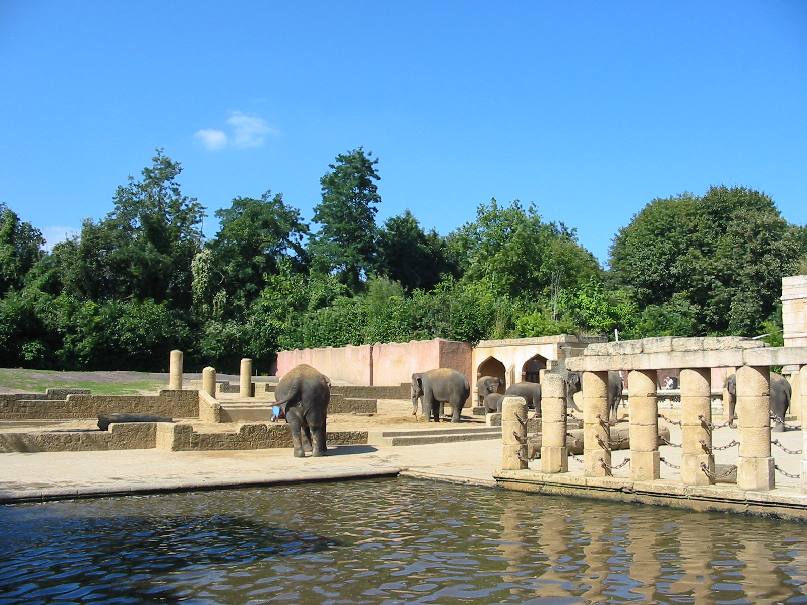 Hannover Zoo 2004 - Asiatic Elephant exhibit